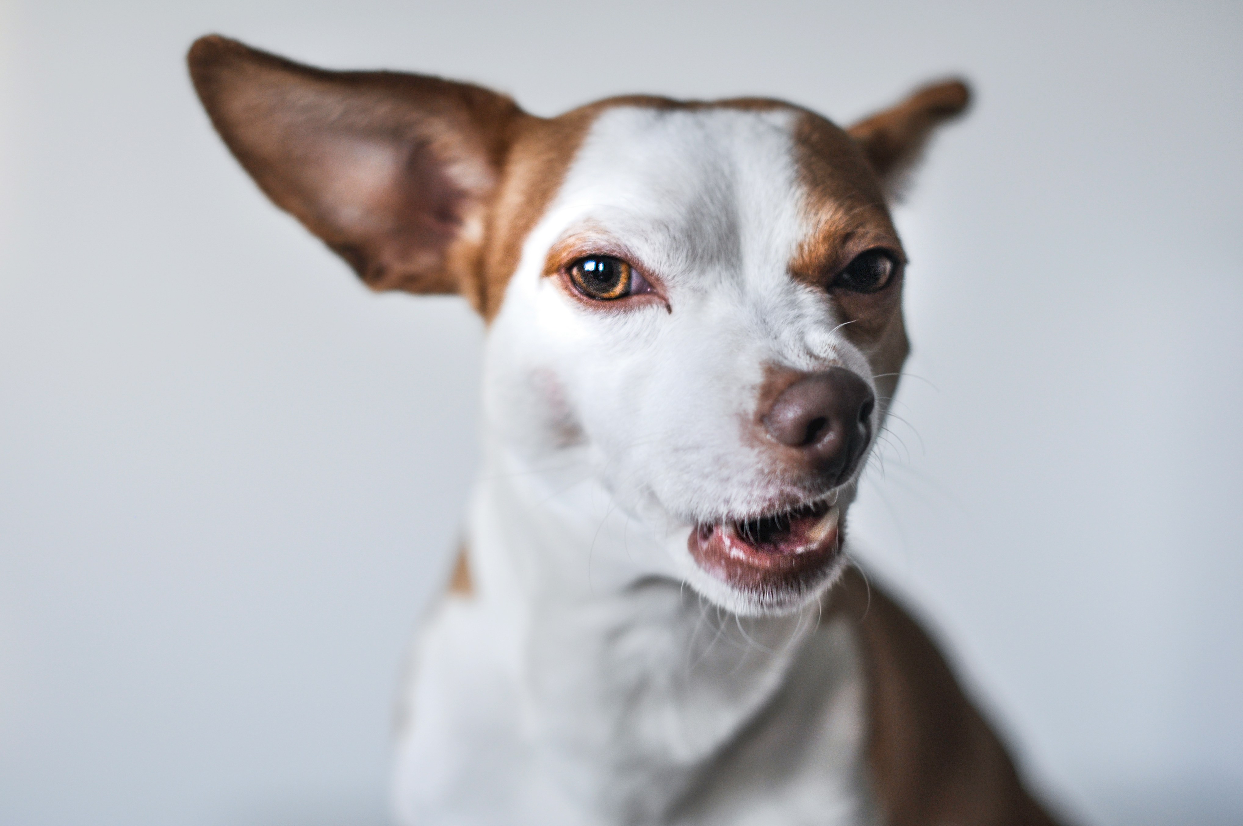 PES IMA BOLHE FOTO isabel-vittrup-pallier-yy03FLwEWAw-unsplash